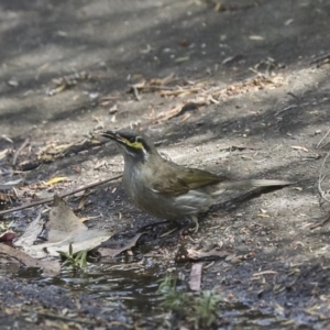 Caligavis chrysops at Acton, ACT - 12 Oct 2023