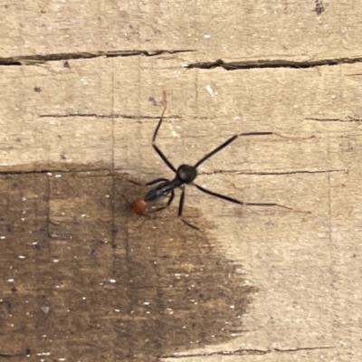 Leptomyrmex erythrocephalus (Spider ant) at Surf Beach, NSW - 14 Oct 2023 by Hejor1