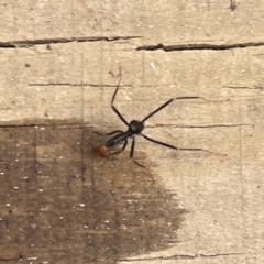 Leptomyrmex erythrocephalus at Surf Beach, NSW - 14 Oct 2023 by Hejor1