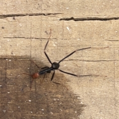 Leptomyrmex erythrocephalus at Surf Beach, NSW - 14 Oct 2023 02:24 PM