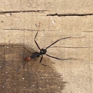 Leptomyrmex erythrocephalus at Surf Beach, NSW - 14 Oct 2023 02:24 PM