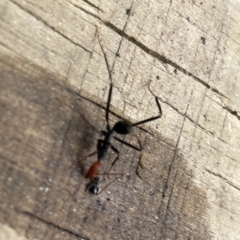 Leptomyrmex erythrocephalus at Surf Beach, NSW - 14 Oct 2023 02:24 PM