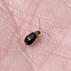 Chrysomelidae sp. (family) (Unidentified Leaf Beetle) at Surf Beach, NSW - 14 Oct 2023 by Hejor1