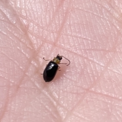 Chrysomelidae sp. (family) at Surf Beach, NSW - 14 Oct 2023