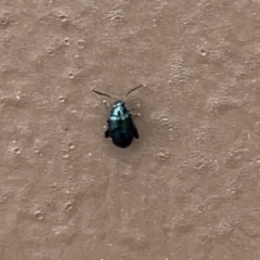 Unidentified Leaf beetle (Chrysomelidae) at Surf Beach, NSW - 14 Oct 2023 by Hejor1