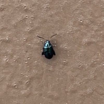 Unidentified Leaf beetle (Chrysomelidae) at Surf Beach, NSW - 14 Oct 2023 by Hejor1