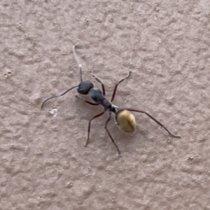 Camponotus suffusus at Surf Beach, NSW - 14 Oct 2023 03:13 PM