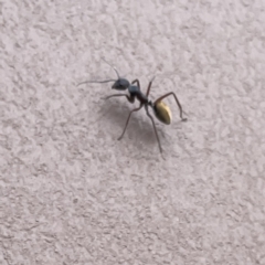 Camponotus suffusus at Surf Beach, NSW - 14 Oct 2023 03:13 PM