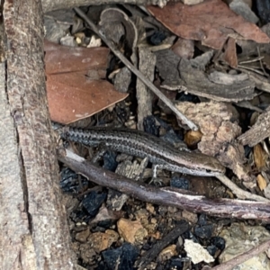 Lampropholis guichenoti at Surf Beach, NSW - 14 Oct 2023