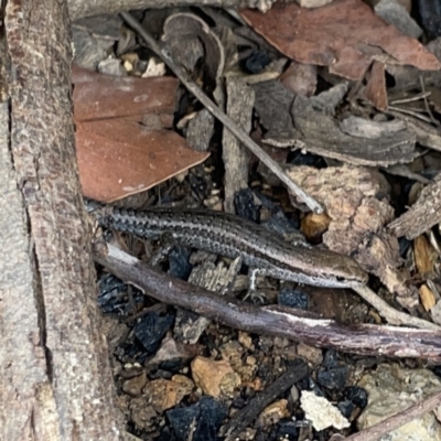 Lampropholis guichenoti (Common Garden Skink) at Surf Beach, NSW - 14 Oct 2023 by Hejor1
