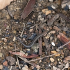 Lampropholis guichenoti at Surf Beach, NSW - 14 Oct 2023 03:17 PM