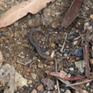 Lampropholis guichenoti at Surf Beach, NSW - 14 Oct 2023 03:17 PM