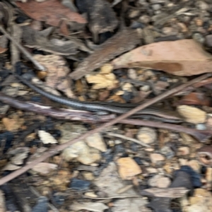 Lampropholis guichenoti at Surf Beach, NSW - 14 Oct 2023 03:17 PM