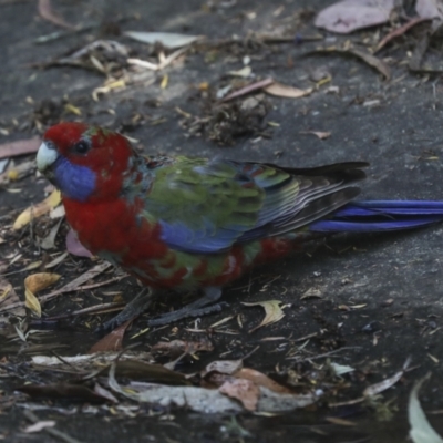 Platycercus elegans (Crimson Rosella) at Acton, ACT - 12 Oct 2023 by AlisonMilton