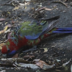 Platycercus elegans at Acton, ACT - 12 Oct 2023 01:48 PM