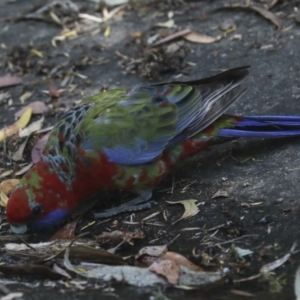 Platycercus elegans at Acton, ACT - 12 Oct 2023