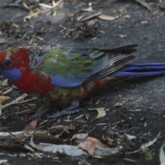 Platycercus elegans at Acton, ACT - 12 Oct 2023 01:48 PM