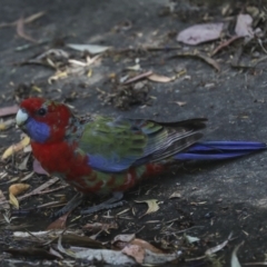 Platycercus elegans at Acton, ACT - 12 Oct 2023 01:48 PM