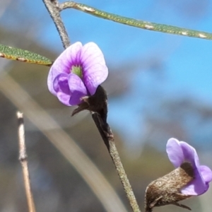 Hovea heterophylla at Yaouk, NSW - 19 Sep 2023
