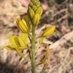 Bulbine bulbosa (Golden Lily, Bulbine Lily) at Oakey Hill - 9 Oct 2023 by GregC