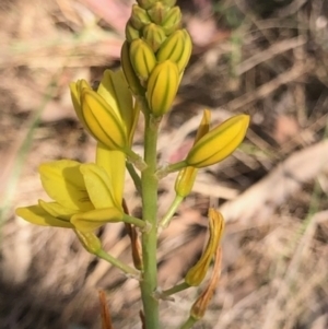 Bulbine bulbosa at Lyons, ACT - 9 Oct 2023 04:33 PM