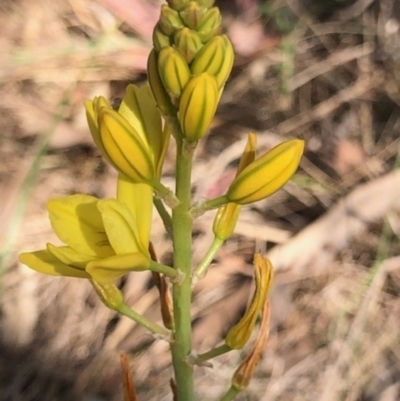 Bulbine bulbosa (Golden Lily, Bulbine Lily) at Oakey Hill - 9 Oct 2023 by GregC