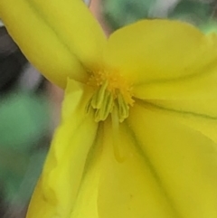 Bulbine bulbosa at Lyons, ACT - 9 Oct 2023 04:33 PM