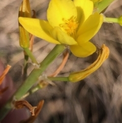 Bulbine bulbosa at Lyons, ACT - 9 Oct 2023