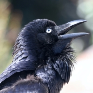 Corvus coronoides at Ainslie, ACT - 22 Sep 2023