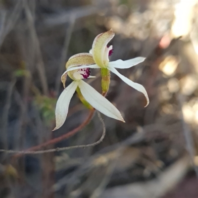 Caladenia cucullata (Lemon Caps) at Black Mountain - 14 Oct 2023 by WalkYonder