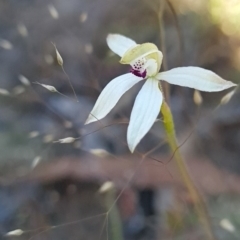 Caladenia cucullata at Canberra Central, ACT - 14 Oct 2023