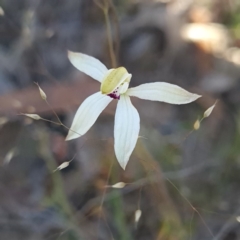Caladenia cucullata at Canberra Central, ACT - 14 Oct 2023
