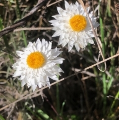 Leucochrysum albicans subsp. tricolor (Hoary Sunray) at Lyons, ACT - 9 Oct 2023 by GregC