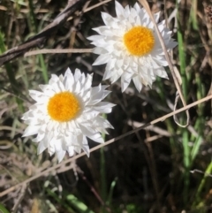 Leucochrysum albicans subsp. tricolor (Hoary Sunray) at Lyons, ACT - 8 Oct 2023 by GregC