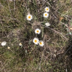 Leucochrysum albicans subsp. tricolor at Lyons, ACT - 9 Oct 2023 03:00 AM