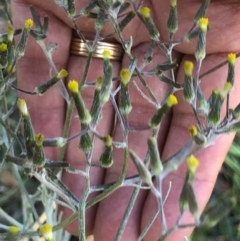 Senecio quadridentatus (Cotton Fireweed) at Oakey Hill - 9 Oct 2023 by GregC