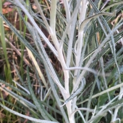 Senecio quadridentatus at Lyons, ACT - 9 Oct 2023