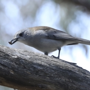 Colluricincla harmonica at Canberra Central, ACT - 10 Oct 2023