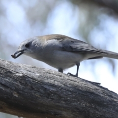Colluricincla harmonica (Grey Shrikethrush) at Canberra Central, ACT - 10 Oct 2023 by AlisonMilton