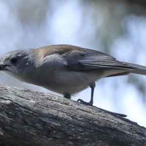 Colluricincla harmonica at Canberra Central, ACT - 10 Oct 2023