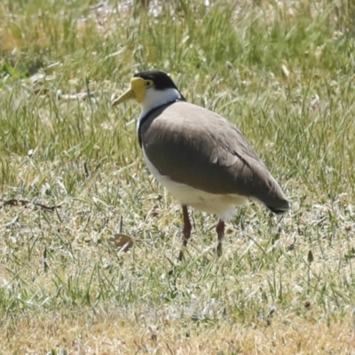 Vanellus miles (Masked Lapwing) at Hawker, ACT - 29 Sep 2023 by AlisonMilton