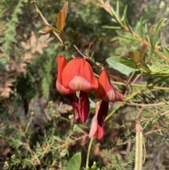 Kennedia rubicunda (Dusky Coral Pea) at Brunswick Heads, NSW - 3 Sep 2023 by lush