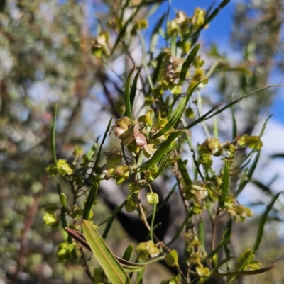 Dodonaea viscosa subsp. angustissima (Hop Bush) at Jerangle, NSW - 14 Oct 2023 by Csteele4