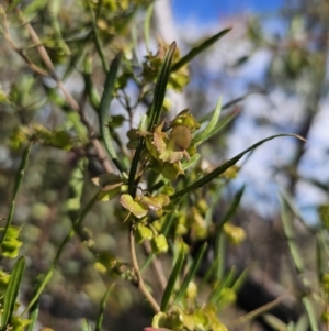 Dodonaea viscosa subsp. angustissima at Jerangle, NSW - 14 Oct 2023