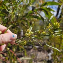 Dodonaea viscosa subsp. angustissima at Jerangle, NSW - 14 Oct 2023