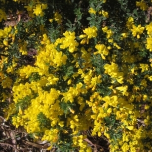 Genista monspessulana at Melba, ACT - 14 Oct 2023