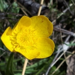 Ranunculus sp. (Buttercup) at Yaouk, NSW - 12 Oct 2023 by JARS