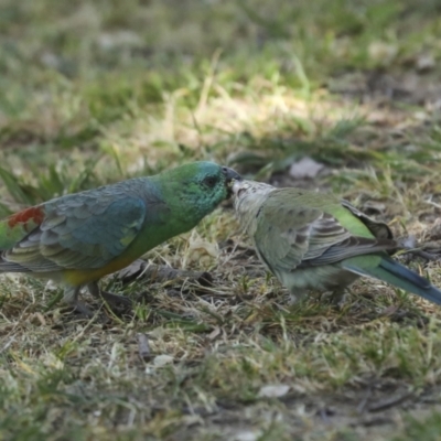 Psephotus haematonotus (Red-rumped Parrot) at Hawker, ACT - 29 Sep 2023 by AlisonMilton