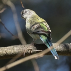 Psephotus haematonotus at Hawker, ACT - 29 Sep 2023