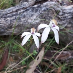 Caladenia moschata (Musky Caps) at Yaouk, NSW - 6 Dec 2022 by JARS